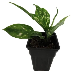 Variegated Snowflake Chinese Evergreen Plant - Aglaonema - Live Houseplant - Low Light - 2.5 inch Pot - Image 4