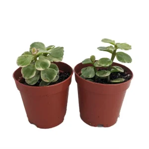 Variegated Spekboom Live Plant - Portulacaria afra - Mini Jade Succulent - 2 Pack 2" Pots - Indoor - Image 1