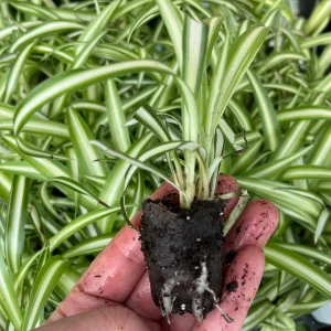 Variegated Spider Plant (Chlorophytum) Live Houseplant - Easy Care Indoor - Image 3