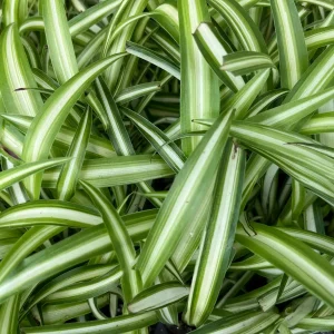 Variegated Spider Plant (Chlorophytum) Live Houseplant - Easy Care Indoor - Image 4