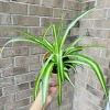 Variegated Spider Plant – Live Houseplant – 2 inch Grow Pot – Easy Care Indoor Plant - Image 1