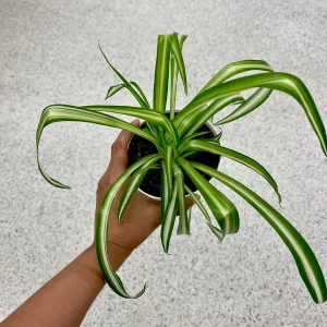 Variegated Spider Plant – Live Houseplant – 2 inch Grow Pot – Easy Care Indoor Plant - Image 2