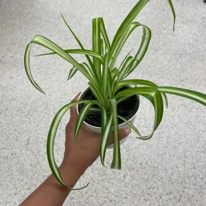 Variegated Spider Plant – Live Houseplant – 2 inch Grow Pot – Easy Care Indoor Plant - Image 3