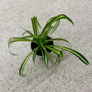 Variegated Spider Plant – Live Houseplant – 2 inch Grow Pot – Easy Care Indoor Plant - Image 6