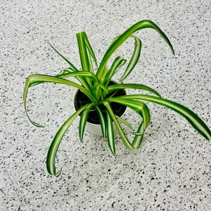 Variegated Spider Plant – Live Houseplant – 2 inch Grow Pot – Easy Care Indoor Plant - Image 8