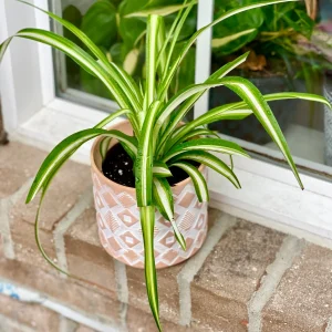 Variegated Spider Plant Live Plant – 2