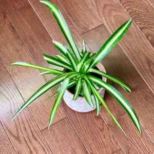 Variegated Spider Plant Live Plant – 2