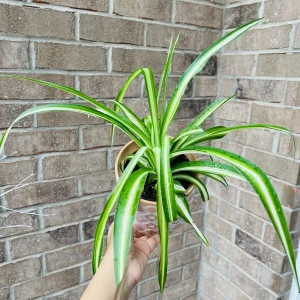Variegated Spider Plant Live Plant – 2