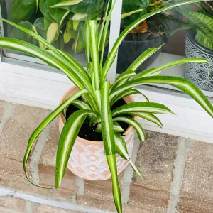 Variegated Spider Plant Live Plant – 2