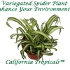 Variegated Spider Plant Live Plant – 4 inch Potted Houseplant – Indoor - Image 1