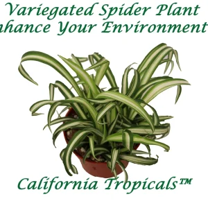 Variegated Spider Plant Live Plant – 4 inch Potted Houseplant – Indoor - Image 1