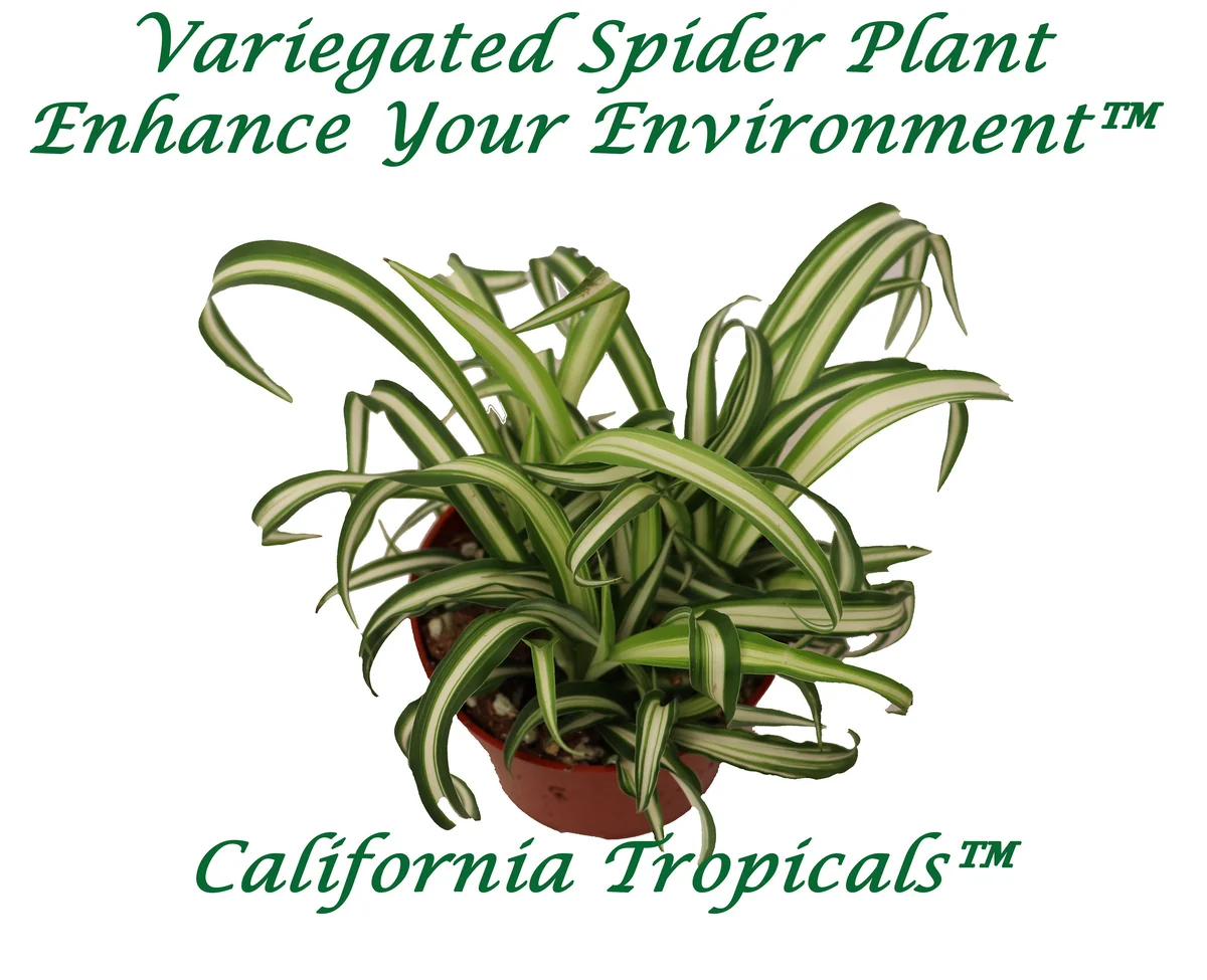 Variegated Spider Plant Live Plant – 4 inch Potted Houseplant – Indoor - Image 1