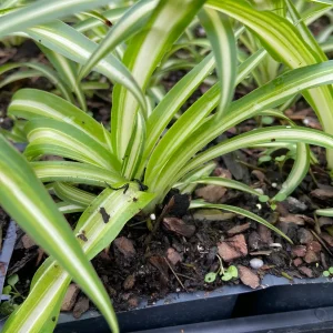 Variegated Spider Plant Live Plant - Easy Care Air Purifier - 4 inch Pot - Image 2