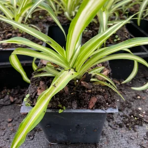 Variegated Spider Plant Live Plant - Easy Care Air Purifier - 4 inch Pot - Image 3