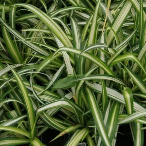 Variegated Spider Plant Live Plant - Easy Care Air Purifier - 4 inch Pot - Image 1