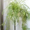 Variegated Spider Plant Live Starter Plant - 4-7" Tall - Indoor Houseplant - Image 1