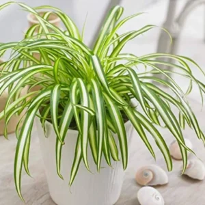 Variegated Spider Plant Live Starter Plant - 4-7" Tall - Indoor Houseplant - Image 2