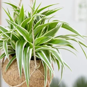 Variegated Spider Plant Live Starter Plant - 4-7