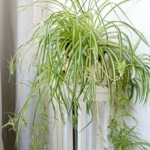 Variegated Spider Plant Live Starter Plant - 4-7" Tall - Indoor Houseplant - Image 1