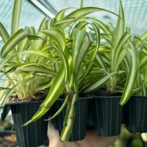 Variegated Spider Plant Live Starter Plant - 4-7