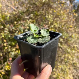 Variegated Strawberry Begonia Live Plant - Saxifraga Stolonifera - 3 1/4