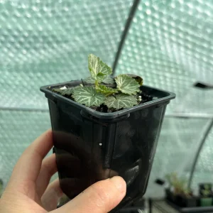 Variegated Strawberry Begonia Live Plant - Saxifraga Stolonifera - 3 1/4