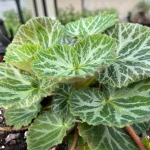 Variegated Strawberry Begonia Live Plant - Saxifraga Stolonifera - 3 1/4