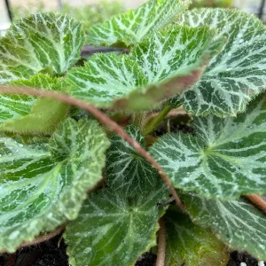 Variegated Strawberry Begonia Live Plant - Saxifraga Stolonifera - 3 1/4