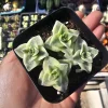 Variegated String of Buttons Live Plant - Crassula Perforata - 2in Pot - Indoor Succulent - Image 1