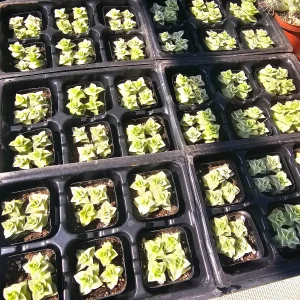 Variegated String of Buttons Live Plant - Crassula Perforata - 2in Pot - Indoor Succulent - Image 2