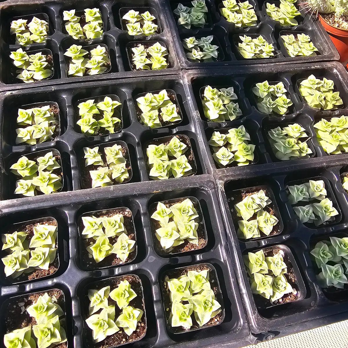 Variegated String of Buttons Live Plant - Crassula Perforata - 2in Pot - Indoor Succulent - Image 2