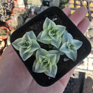 Variegated String of Buttons Live Plant - Crassula Perforata - 2in Pot - Indoor Succulent - Image 3