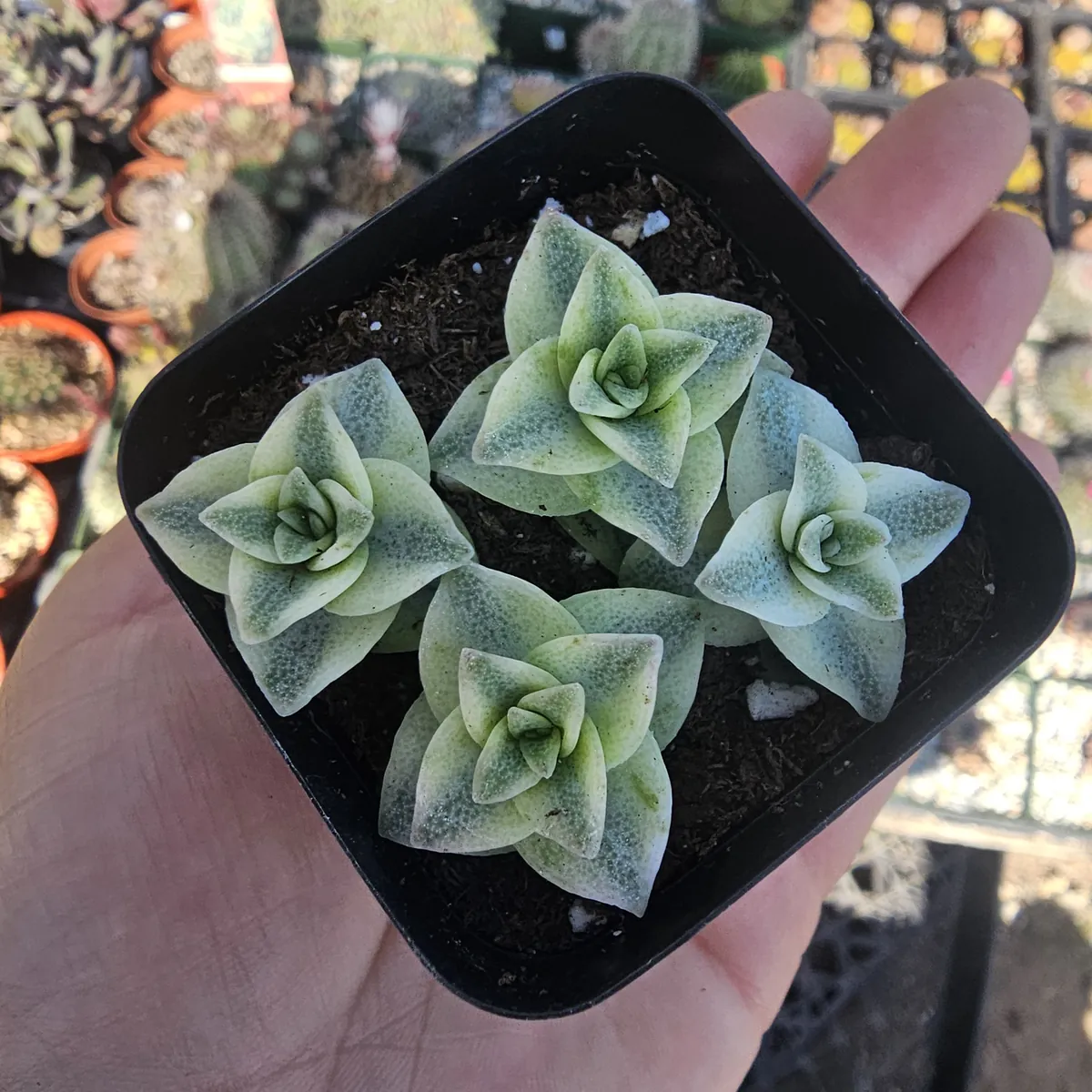Variegated String of Buttons Live Plant - Crassula Perforata - 2in Pot - Indoor Succulent - Image 3
