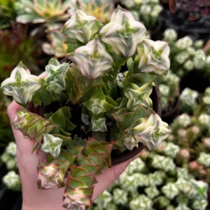 Variegated String of Buttons Succulent Live Plant - Crassula Perforata 4 Inch Pot - Image 2