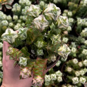 Variegated String of Buttons Succulent Live Plant - Crassula Perforata 4 Inch Pot - Image 3