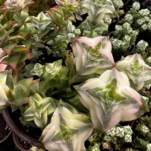 Variegated String of Buttons Succulent Live Plant - Crassula Perforata 4 Inch Pot - Image 1