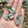 Variegated String of Hearts Cuttings - VSOH Succulent for Propagation - Image 1