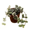 Variegated String of Hearts Live Plant 2 inch Pot - Indoor Trailing Succulent - Image 1