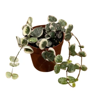 Variegated String of Hearts Live Plant 2 inch Pot - Indoor Trailing Succulent - Image 1