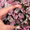 Variegated String of Hearts Live Plant – 2 inch Pot – Indoor Ceropegia Woodii - Image 1
