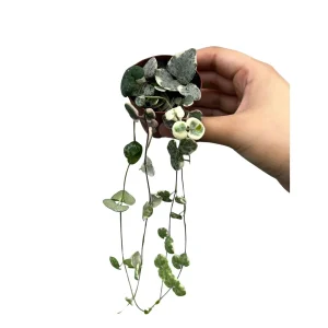 Variegated String of Hearts Live Plant 2 inch Pot - Indoor Trailing Succulent - Image 3