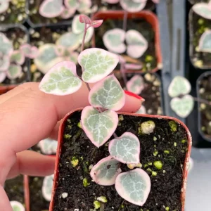 Variegated String of Hearts Live Plant – 2 inch Pot – Indoor Ceropegia Woodii - Image 3