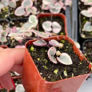 Variegated String of Hearts Live Plant – 2 inch Pot – Indoor Ceropegia Woodii - Image 4