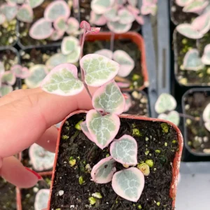 Variegated String of Hearts Live Plant – 2 inch Pot – Indoor Ceropegia Woodii - Image 6