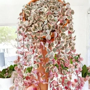 Variegated String of Hearts Live Plant 2.5