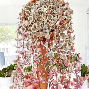 Variegated String of Hearts Live Plant 2.5