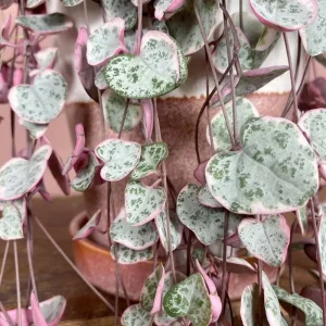 Variegated String of Hearts Live Plant – Ceropegia woodii – 2 inch Pot Starter – Indoor Trailing Succulent - Image 2