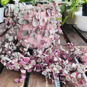 Variegated String of Hearts Live Plant – Ceropegia woodii – 2 inch Pot Starter – Indoor Trailing Succulent - Image 3
