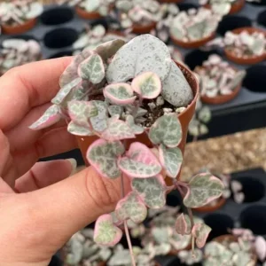 Variegated String of Hearts Live Plant – Ceropegia woodii – 2 inch Pot Starter – Indoor Trailing Succulent - Image 4