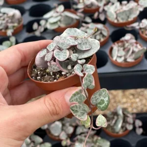 Variegated String of Hearts Live Plant – Ceropegia woodii – 2 inch Pot Starter – Indoor Trailing Succulent - Image 5